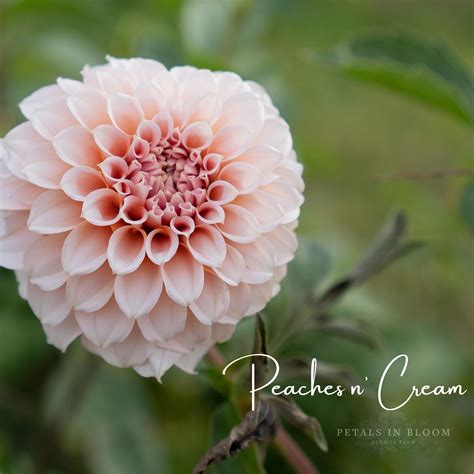 Peaches N Cream Dahlia Tubers Petals In Bloom Flower Farm