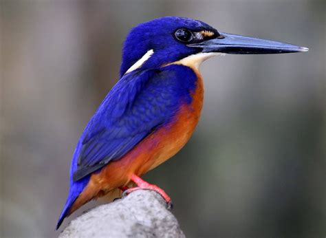 Azure Kingfisher, Australia. | Pet birds, Kingfisher, Kingfisher bird