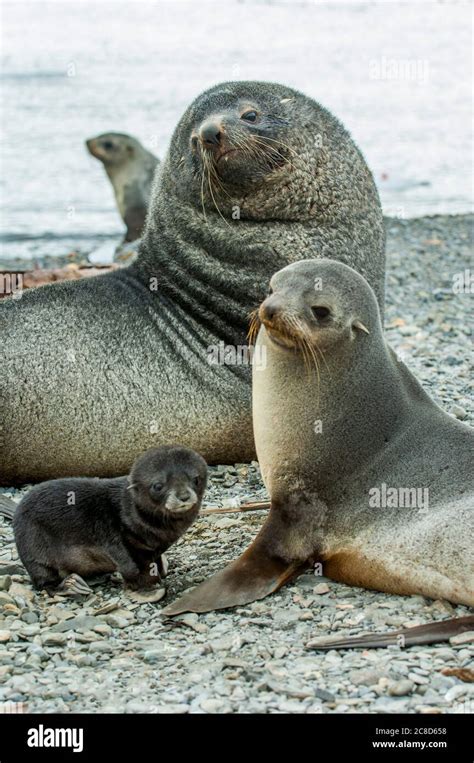 seal  family  res stock photography  images alamy