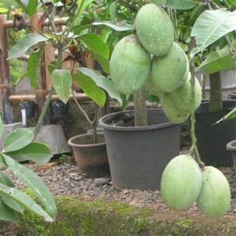 Jual Tanaman Bibit Buah Mangga Madu Anggur Viral Shopee Indonesia