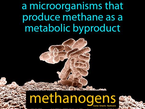 Methanogens