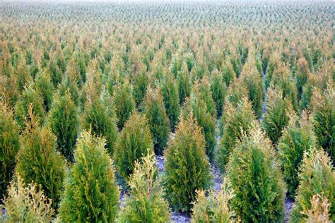 Neat Info About Evergreen Silk Plants - Afoot 