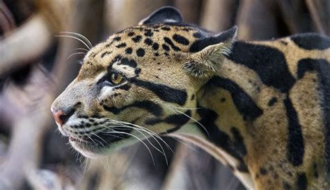 Once Thought Extinct: Meet The Fascinating Formosan Clouded Leopard