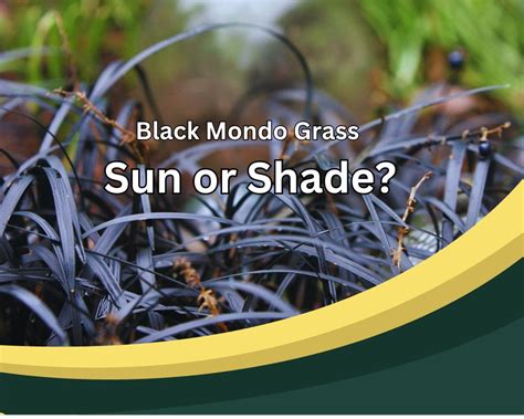 Black Mondo Grass Sun Or Shade Pro Tips For Indoors InHousePlant