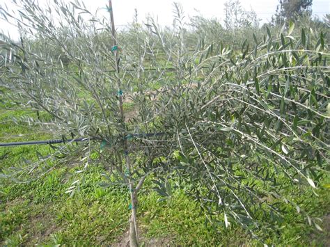 Wwoofing 101 Olive Trellising And Pruning