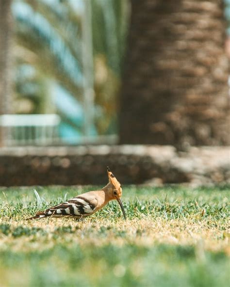 Hoopoe Symbolism & Meaning (+Totem, Spirit & Omens) | World Birds