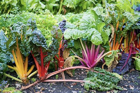Мангольд или листовая свекла – основные особенности овощных культур ...