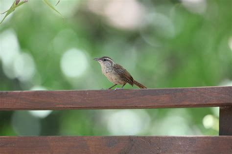 Proven Ways How To Keep Birds Off The Porch Into Yard