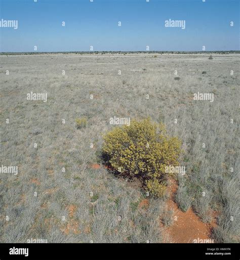 Grasses And Bushes Simpson Desert Australia Stock Photo Alamy