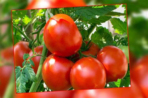 Tomato Ns 4266 F1 Hybrid 10 Seeds Urban Gardens