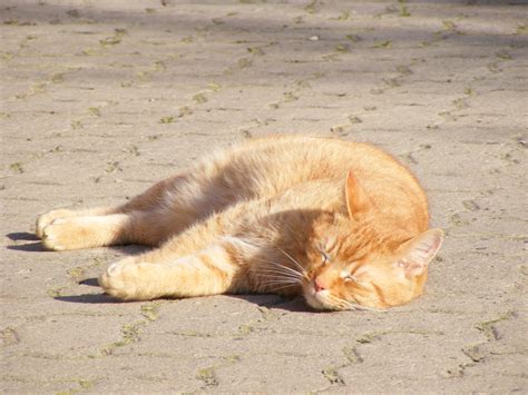 Orange cat sleeping in the sun - cc0.photo