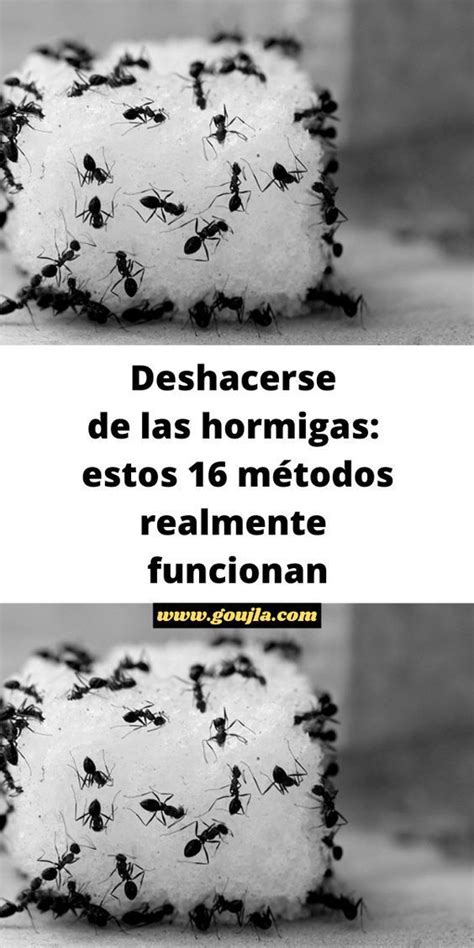 Deshacerse De Las Hormigas Estos M Todos Realmente Funcionan Ant