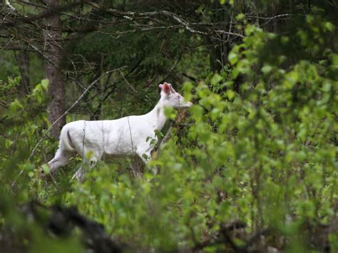 An Albino White Tailed Deer Near Boulder Junction Wisconsin There Are