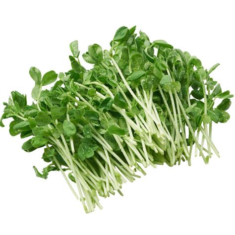 Buy Snow Pea Sprout Punnet Online Jays Fresh Produce