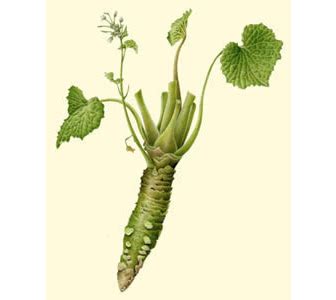 Health-benefits-of-Wasabi | Health Benefits