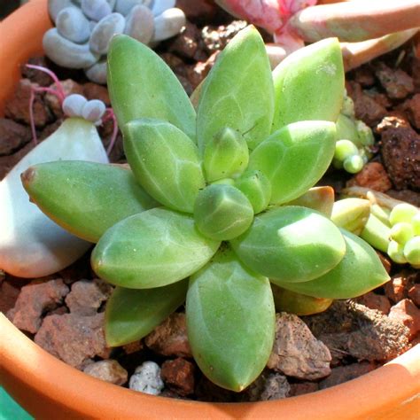 Pachyphytum Compactum Pachyphytum Compactum In GardenTags Plant