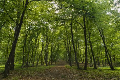 5 Paduri Din Jurul Bucurestiului In Care Sa Te Relaxezi Blogul