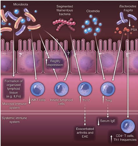 Looking Outside In How Microbiota Shape Host Immunity Some Of The