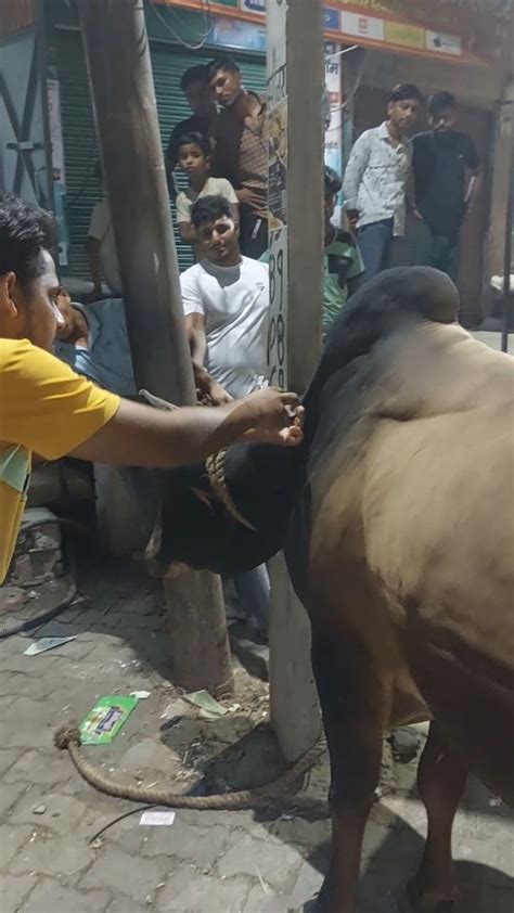 गौ रक्षा दल दनकौर Jai Gau Mata Jai Shree Ram 🚩🙏