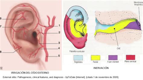 Gatear No Lo Hagas Filete Inervacion Pabellon Auricular Sada Tendencia