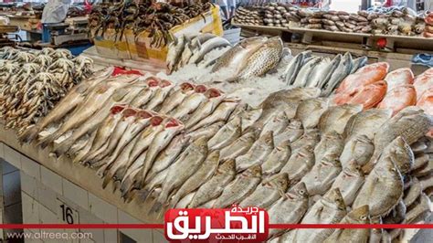 الثروة السمكية مصر الأولى عالميا في إنتاج البوري التوك شو الطريق