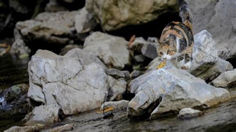 Kenapa Kucing Takut Air Ternyata Karena Ini