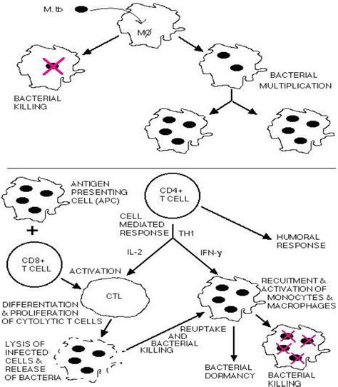 Figure 2 From Mycobacterium Tuberculosis Resistance To Anti