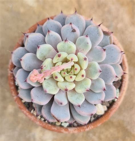 Echeveria Minima Variegata