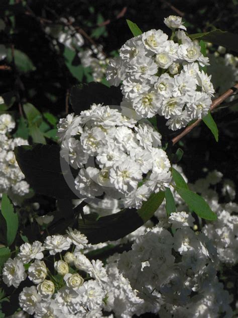 Spiraea Cantoniensis Flore Pleno May Bush Information And Photos