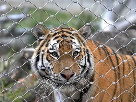 Zoo Tiger Enclosure Prevent Tiger Escaping from the Zoo