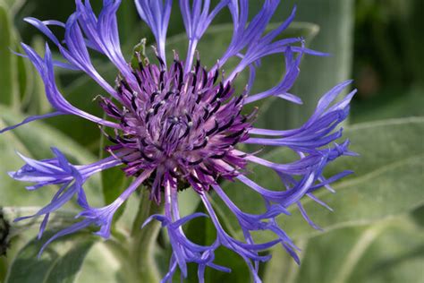 "Perennial Cornflower" Images – Browse 1,539 Stock Photos, Vectors, and ...