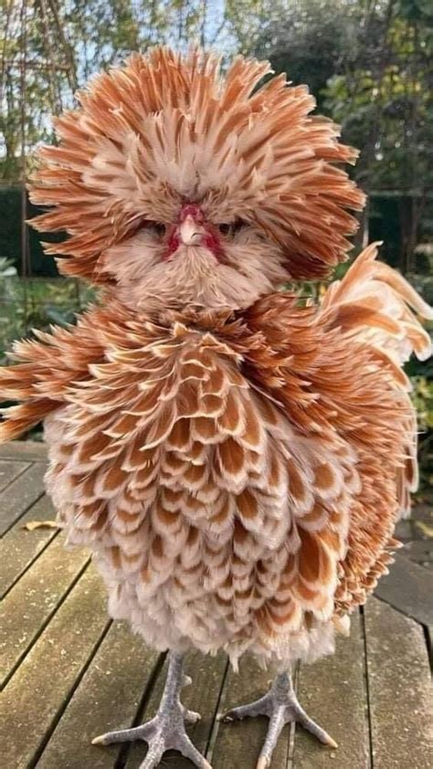 Buff Laced Polish Chicken Beautiful Chickens Fancy Chickens Pet