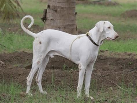 Rajapalayam Dog - Rare Aristocratic Dog of India (BREED GUIDE)