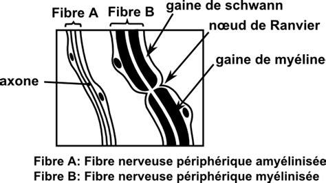 Svt Ghediri Bac Sciences Neurophysiologie Tissu Nerveux