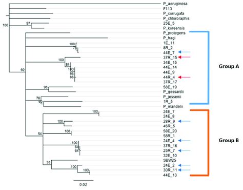 Gyrb Phylogeny Of The 25 Pseudomonas Isolates From Field Gh2 In Download Scientific Diagram