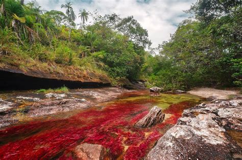 How To Visit Caño Cristales in Colombia - Matador Network