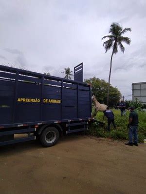 Prf E Prefeitura De Igarassu Intensificam Recolhimento De Animais No