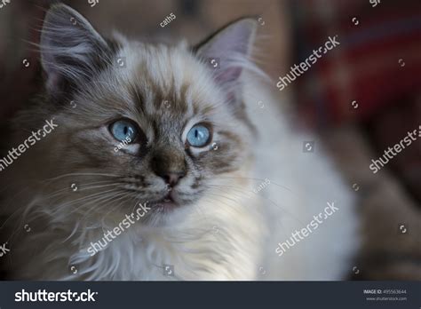 Seal Tabby Ragdoll Kitten Stock Photo 495563644 | Shutterstock