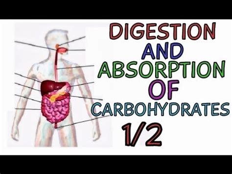 Digestion And Absorption Of Carbohydrates Part Carbohydrate