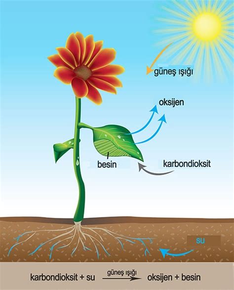 Ekosistem Nedir Ekosistemin Oluşumu ve Özellikleri Ogreniyo