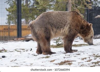 74 Grizzly Bear Poop Images, Stock Photos & Vectors | Shutterstock