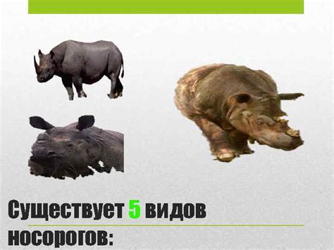 Белый носорог Красная книга Существует 5 видов