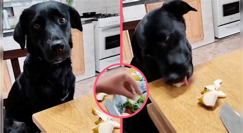 Perrito No Quiere Comer Y Su Mam Humana Le Hace Creer Que Le Da Comida