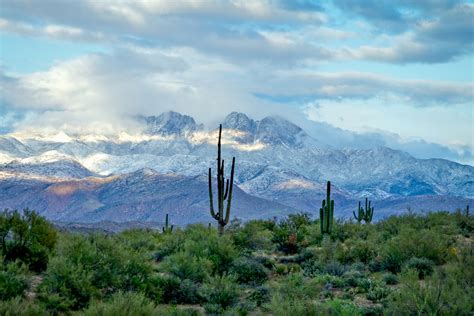 Desert Snow - Photograph of Saguaros - Fringe Photography, LLC