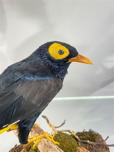 Yellow Faced Myna Mino Dumontii 20×20×20 Cm Catawiki