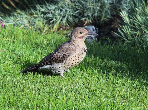 Red Shafted Northern Flicker Juvenile Jim Sedgwick Flickr