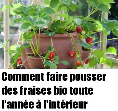 Comment faire pousser des fraises bio toute l année à l intérieur