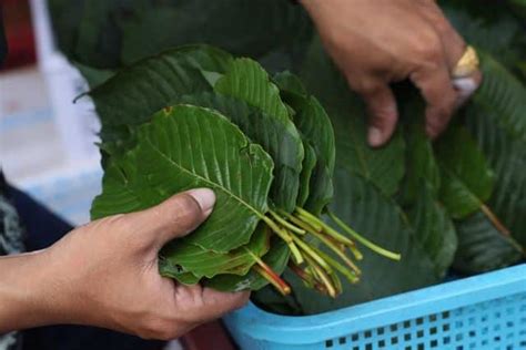 Kenapa Daun Ketum Malaysia Tak Laku Di Thailand Ini Puncanya