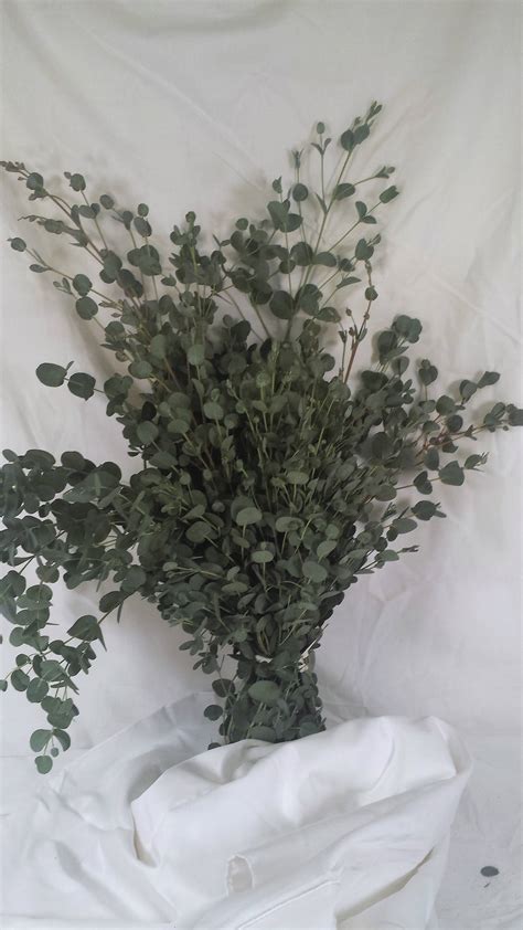 Fresh Gunnii Eucalyptus Fresh Cut Eucalyptus Diy Wedding Etsy