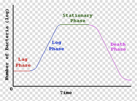 Bacterial Growth Curve